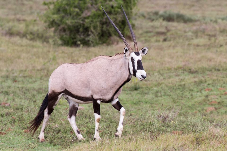 <h2>The Best of South Africa Escorted 2016</h2>13 Nights, 3 on Safari at Shamwari Game Preserve | 5 Rounds | March 2 – 16