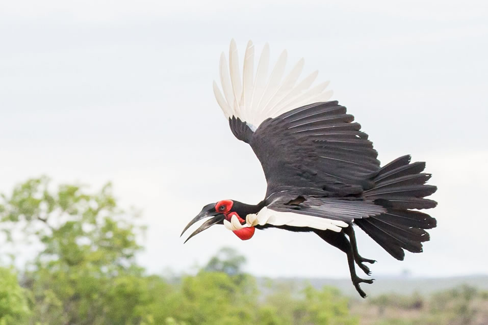 <h2>The Best of South Africa 2017</h2>14 Nights, 4 on Safari | 5 Rounds | Wine Tours & Sightseeing | November 3 – 17