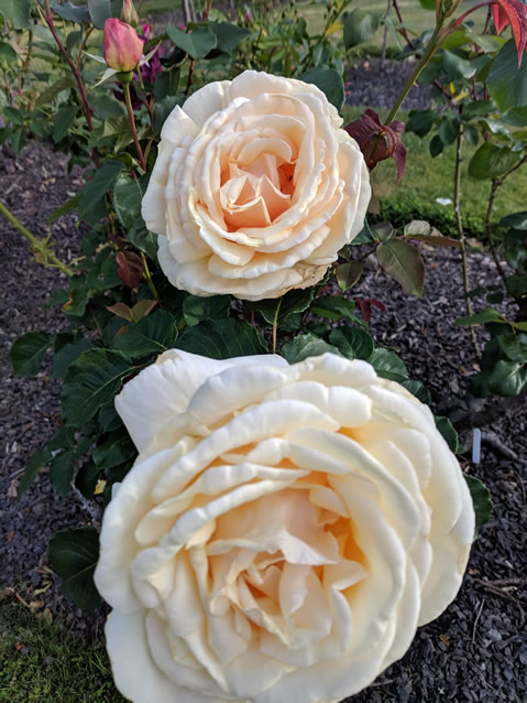 <h2>The Best of New Zealand Escorted 2018</h2>Taupo, Napier, Wellington & Queenstown