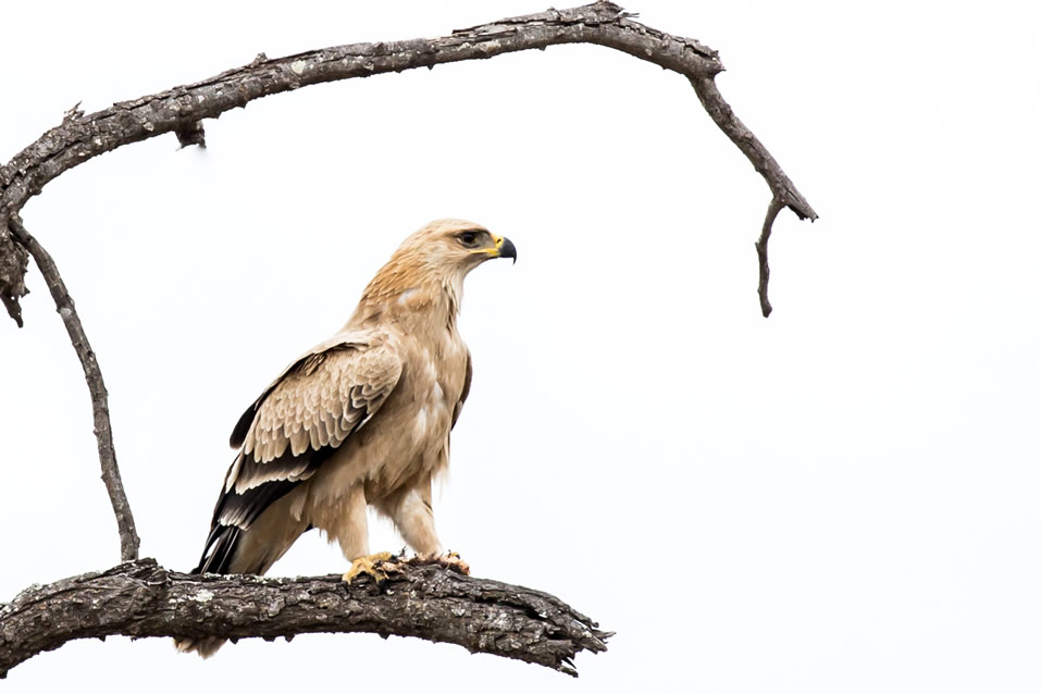 <h2>The Best of South Africa Escorted 2018</h2>Golf, Kruger Safari, Cape Town, the Winelands & Garden Route