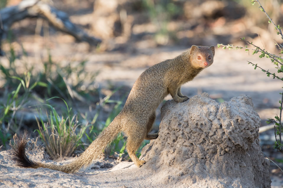 <h2>The Best of South Africa Escorted 2018</h2>Golf, Kruger Safari, Cape Town, the Winelands & Garden Route