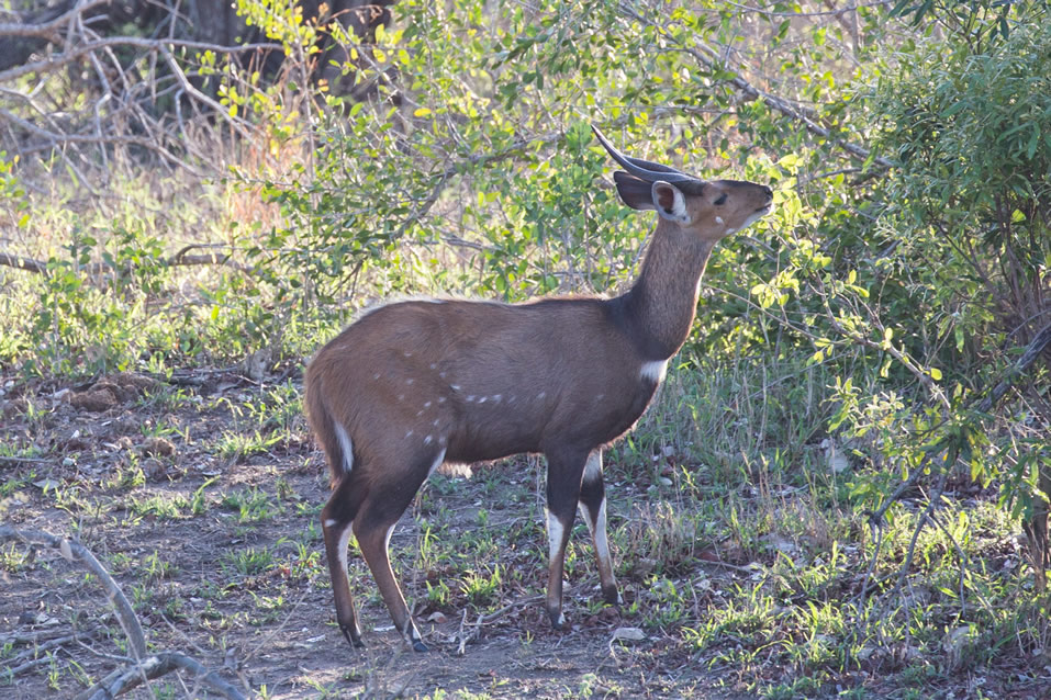 <h2>The Best of South Africa Escorted 2018</h2>Golf, Kruger Safari, Cape Town, the Winelands & Garden Route